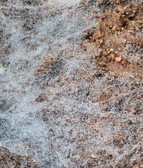 Dew drops on web
