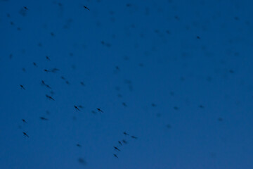 Mosquitoes swarm flock flying at night evening dark