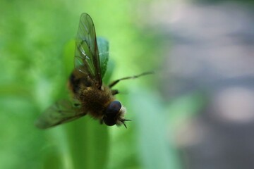 Insect fly on green background


