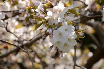 桜