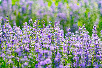 Obraz premium admiring the plain with green grass and purple lavender