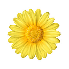 yellow gerber daisy isolated