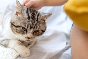 Stop disturbing me Human. Cat.