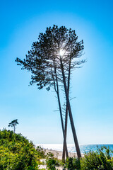 drzewo drzewa morze bałtyckie plaża
