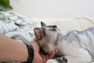 Let me sleep in peace Human. Cat said.