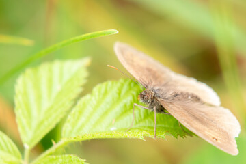 Meadow Brown butterfly (Maniola jurtina) perched on a grass stalk with grass in the background
