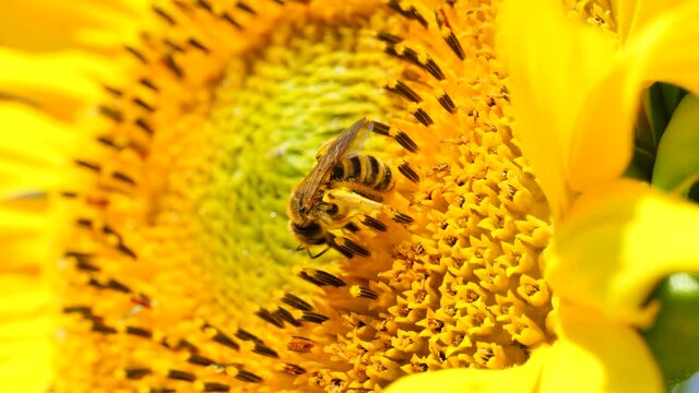 Biene (Apiformes) saugt Nektar aus einer Sonnenblume (Helianthus annuus)