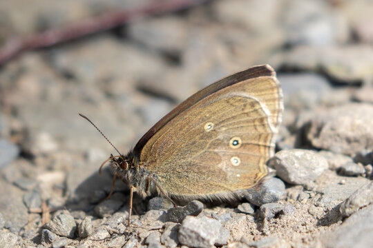 Meadow Brown butterfly (Maniola jurtina) resting on the ground in the sunshine