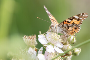 Painted Lady butterfly (Vanessa cardui) feeding from a white bramble flower