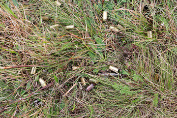 Fired gun casings lie in the green grass.