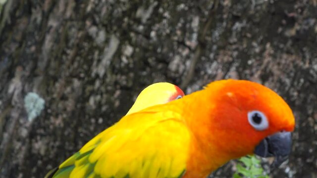 close up of a yellow parrot