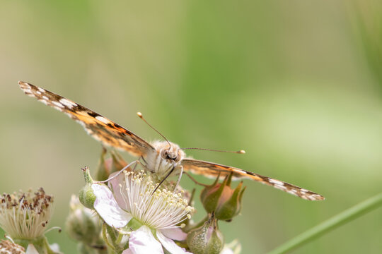 Painted Lady butterfly (Vanessa cardui) feeding from a white bramble flower