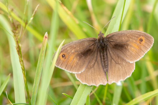 Meadow Brown butterfly (Maniola jurtina) perched on a grass stalk with grass in the background