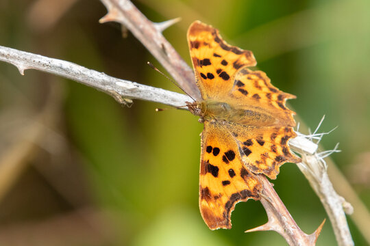 Comma butterfly (polygonia c-album) perched on a bramble stalk with a green bokeh background