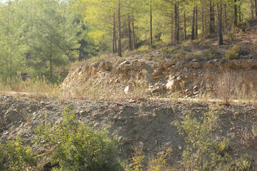 Alanya, TURKEY - August 10, 2013: Travel to Turkey. Greenery. Flowers. Plants of Turkey. Palm trees. Foliage, trees