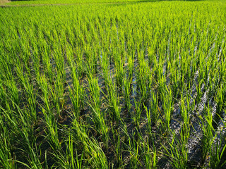 Green rice fields in the rainy season.