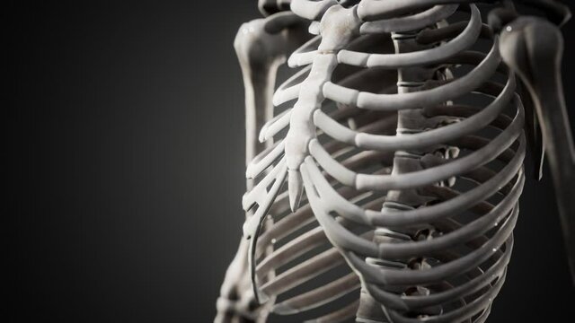 full human skeleton standing