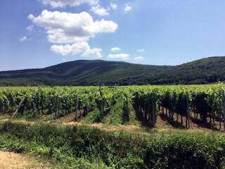 Fototapeta na wymiar Cultivated vineyard on the island of Krk
