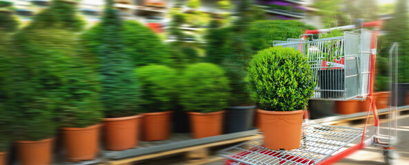 shopping at garden plant center buxus on cart. banner copy space