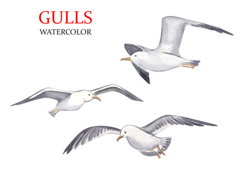 Watercolor illustration. Three gulls in flight.