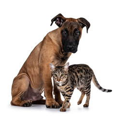 Handsome Boerboel / Malinois crossbreed dog, sitting side ways. Savannah cat passing in front of him. Looking both focussed beside camera with radiant light eyes. Isolated on white background.