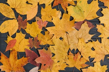 Autumn Leaves over wooden background.With copy space