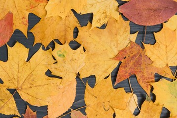 yellow wet autumn leaves on the background a dark old wood