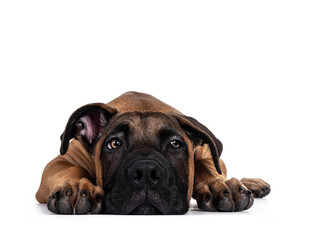 Handsome Boerboel / Malinois crossbreed dog, laying down facing front. Head on floor, radiant light eyes turned to the side. Isolated on white background.