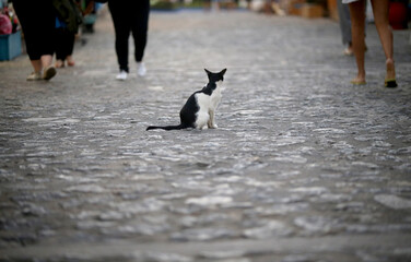 Homeless cat resting on the street. Oia village,Greece, Kos Island.