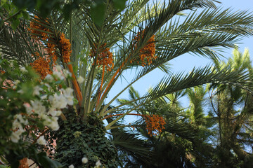 Alanya, TURKEY - August 10, 2013: Travel to Turkey. Greenery. Flowers. Plants of Turkey. Palm trees. Foliage, trees