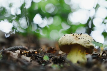 beautiful autumn mushrooms in the forest
