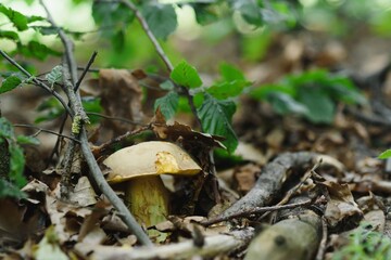 beautiful autumn mushrooms in the forest