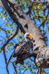 bird southern red-billed hornbill (Tockus rufirostris) loking on groud for food. Nambwa reservation, Namibia, Africa wildlife