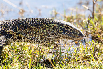 Monitor Lizard and his ability of masking in grass, Varanus niloticus in Chobe national park, Botswana Africa wildlife