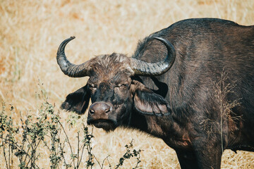 African Cape Buffalo at Chobe national park, Botswana safari wildlife