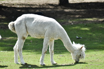 Obraz na płótnie Canvas Biała lama na zielonej trawie.