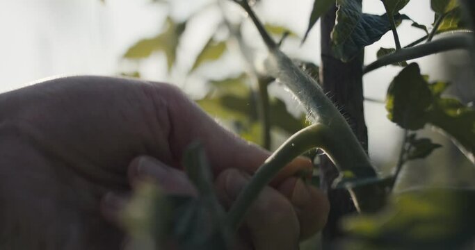 Female gardener farmer worker woman prune remove leaf by hand care in tomato organic homegrown vegetable garden beautiful sunlight outdoors green nature unrecognizable macro close up slow motion