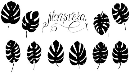 set of monstera leaf silhouettes with inscription lettering, raster copy