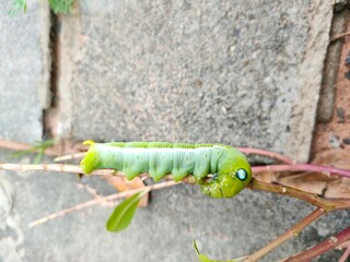 caterpillar on a leaf