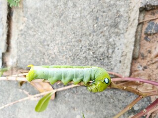 caterpillar on a branch