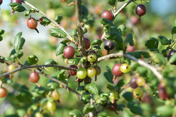 Gooseberry bush with ripe berry in summer in the garden