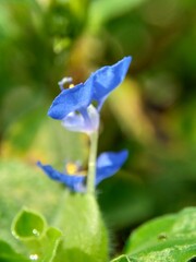 Macro photo of commelina diffusa (climbing dayflower or spreading dayflower) with a natural background.