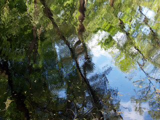 Reflection of trees in the waving surface of a pond