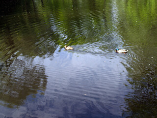 Reflection of trees in the waving surface of a pond with two ducks