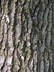 The beautiful  bark background