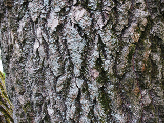 The beautiful  bark with green moss