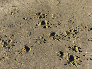 Sand background close-up. Footprints, animal tracks of different sizes and shapes on the sand. Eco concept. Animals and human concepts. Copy space