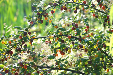 Gooseberry bush with ripe berry in summer in the garden