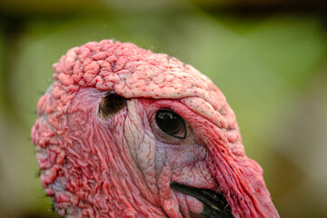 portrait of Ugly turkey close up in the green depth background.