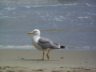 Larus argentatus, herring gull, Silbermöve